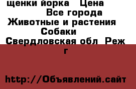 щенки йорка › Цена ­ 15 000 - Все города Животные и растения » Собаки   . Свердловская обл.,Реж г.